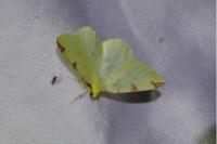 Opisthograptis luteolata