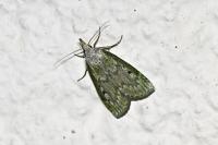 Aphomia sociella