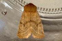 Orthosia cerasi