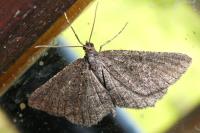 Rhoptria asperaria