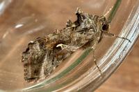 Autographa gamma