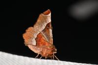 Selenia tetralunaria