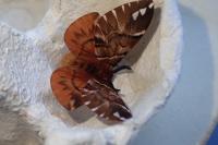 Endromis versicolora