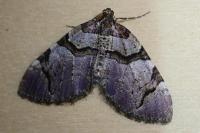 Anticlea derivata