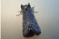 Achlya flavicornis