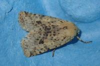 Conistra rubiginea