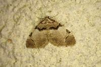 Anticlea derivata