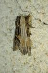 Harpyia milhauseri