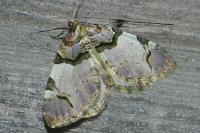 Anticlea derivata