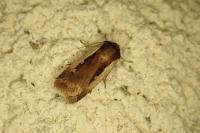 Ochropleura plecta