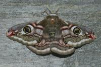 Saturnia pavonia