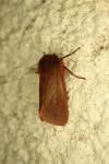 Phragmatobia fuliginosa