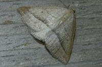 Petrophora chlorosata