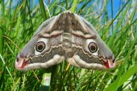 Saturnia pavonia