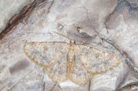 Charissa mucidaria