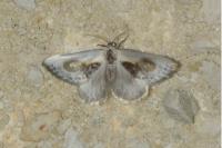 Cilix glaucata