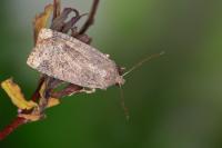 Conistra ligula