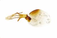 Conistra ligula