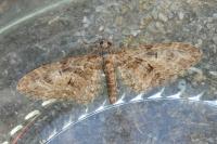 Eupithecia abbreviata