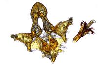 Pempelia compositella