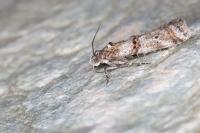 Pempelia compositella