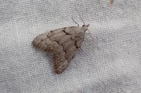 Nola thymula thymula