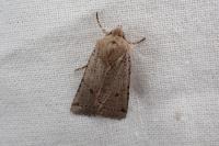 Spudaea ruticilla