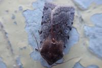 Cerastis rubricosa