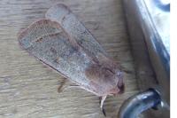 Orthosia cerasi