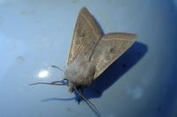 Orthosia gracilis