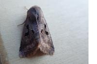 Orthosia gothica