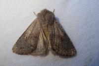Orthosia populeti