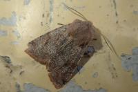 Orthosia incerta