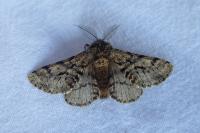 Lycia hirtaria