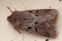 Orthosia gothica