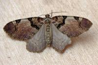 Anticlea derivata