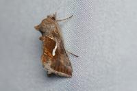 Macdunnoughia confusa