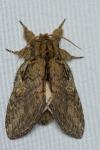 Peridea anceps