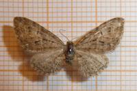 Eupithecia abbreviata