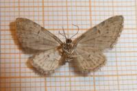 Eupithecia abbreviata