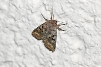 Orthosia gothica