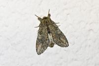 Peridea anceps