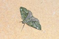 Chloroclysta siterata