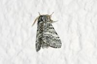 Drymonia ruficornis