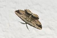 Menophra abruptaria