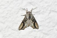 Egira conspicillaris