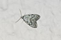 Nola confusalis