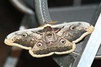Saturnia pyri