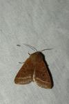 Orthosia cerasi