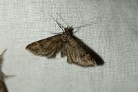 Gymnoscelis rufifasciata
